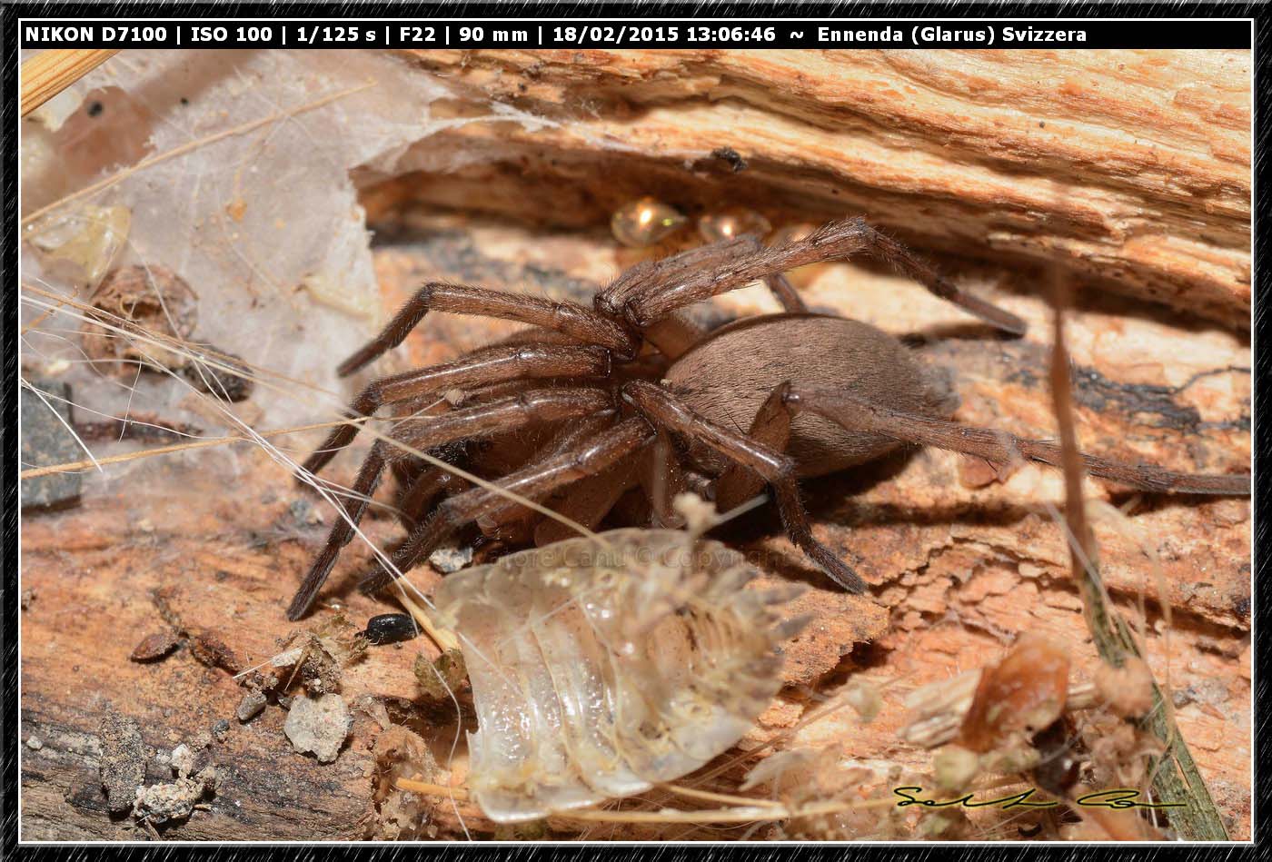 Drassodes sp.? - Ennenda (Glarus), Svizzera